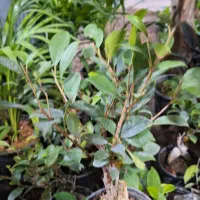 حراج فوق العاده بنسای به مناسبت روز مادر فقط ۱۱۰ ت|گل و گیاه طبیعی|یزد, |دیوار