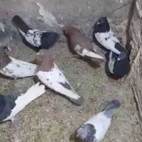 کبوتربهبهانی