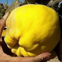 تبلیغ نهال|خدمات باغبانی و درختکاری|مشهد, هفده شهریور|دیوار