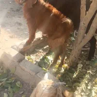 بزغاله نرماده