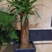 گیاه یوکا