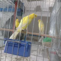 قناری بلند|پرنده|بندر انزلی, ناسیونال|دیوار