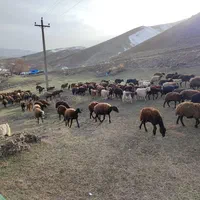 گوسفند فروشی در رباط کریم همراه با قصاب شبانه روزی|حیوانات مزرعه|رباط‌کریم, آدران|دیوار