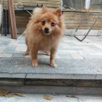 سگ ماده پامر ۲ ساله عروس|سگ|کرج, چمران|دیوار