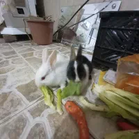بچه خرگوش