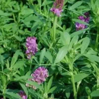 فروش علف یونجه