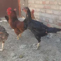 لاری