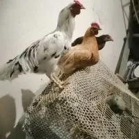 خروس ومرغ وجوجه گلین