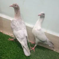 جوجه کبوتر پلاکی