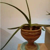 گل مصنوعی فروش یا معاوضه|گل مصنوعی|یزد, |دیوار