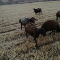 کود گوسفندی ، بارگوسفندی