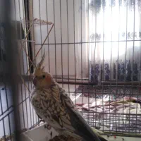عروس هلندی