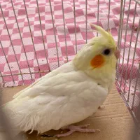 ۳ عدد جوجه لوتینو|پرنده|شیروان (خراسان), |دیوار