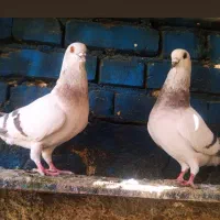 کفتر طوقی|پرنده|اسماعیلی, |دیوار