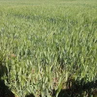 زمین کشاورزی