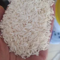 برنج دم سیاه/صدری سورتینگ شده