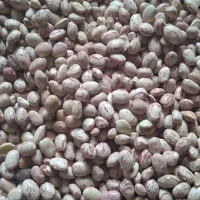 لوبیا چیتی درجه ۱|خوردنی و آشامیدنی|بلداجی, |دیوار