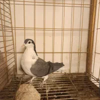 دمگیر فیروزه و دستگردی|پرنده|اصفهان, جاوان|دیوار