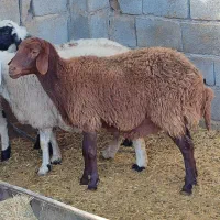 گوسفندمیش  سنجابی وهمو دوراس ابستن دوقولوزا|حیوانات مزرعه|کرمان, |دیوار