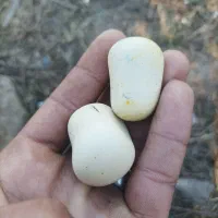 یک جفت سنگ اسیاب|کلکسیون اشیاء عتیقه|خان ببین, |دیوار