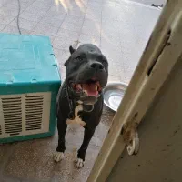 سگ پیتبول نگهبان|سگ|جیرفت, |دیوار