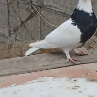 کبوترطوقی|پرنده|صفادشت, |دیوار