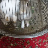 خرگوش زیبا و بازی گوش