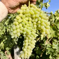 کشمش آفتابی بی دانه (انگور بی دانه)