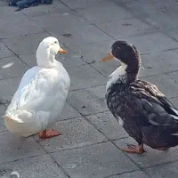 دو تا اردک نر برزگ گوشتی|حیوانات مزرعه|تهران, جمال‌زاده|دیوار