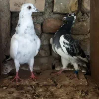 کبوتر آلمانی جوانه|پرنده|آزادشهر, |دیوار