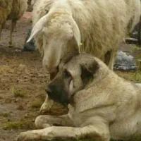 سگ سراب سگ‌ پژدر و ژرمن شپرد|سگ|ماهدشت, |دیوار