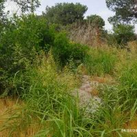 باغ باغچه ۶۵۰ متری نظام آباد خیابان درختی|فروش زمین و ملک کلنگی|اسلام‌شهر, کاشانک|دیوار