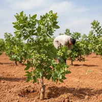 از کاشت تا برداشت سریع پسته پیوندی