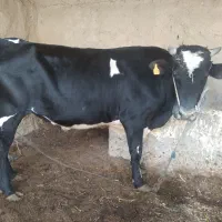 گاو|حیوانات مزرعه|سراوان, |دیوار