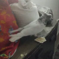 کفتر خال|پرنده|شهریار, رزکان|دیوار