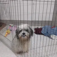 یک عدد سگ توله سه ونیم ماهه شیت سوپر فلت کوچک ریز|سگ|گرگان, |دیوار