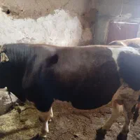 گاو|لوازم جانبی حیوانات|سارال, |دیوار