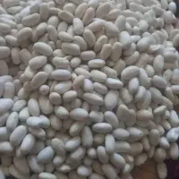 لوبیا سفیددرختی