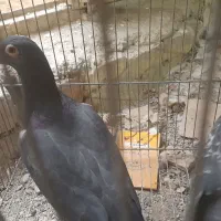 ی جف نامور|پرنده|همدان, |دیوار