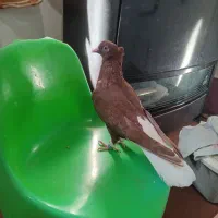 کبوتر