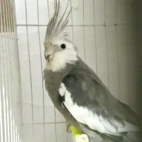 عروس هلندی کارداده سالم
