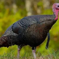 فروش یه بوقلمون ماده