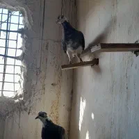 کفتر پرشی