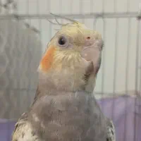 عروس هلندی نر سالم وسرحال