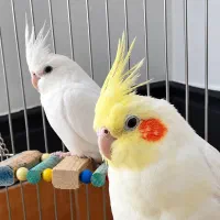 عروس هلندی