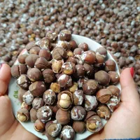 فندق اشکورات خام و برشته نمکی و ساده