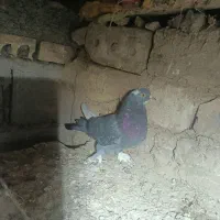 کبوتر|پرنده|سبزوار, باهنر|دیوار