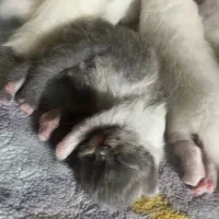 گربه
