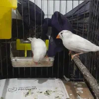 فنچ|پرنده|همدان, |دیوار