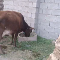 گاو آبستن شیری